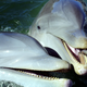 Illustration for article titled Male Dolphins Enjoy Blowholing Each Other